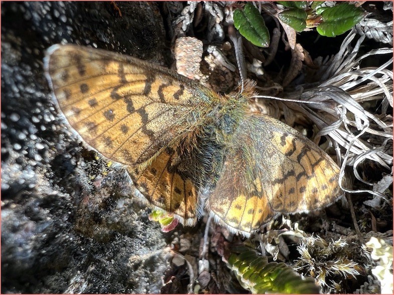 The Arctic Fritillary Butterfly is found in many Arctic locations, including around much of Greenland. Arctic Fritillary Butterfly