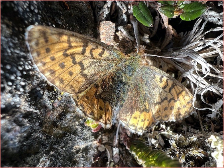 Arctic Fritillary Butterfly