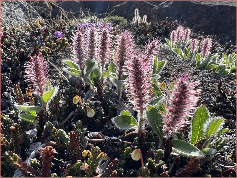 Arctic Willow plant, Salix Arctica covers sections of ground once scraped by glacial ice. Arctic Willow