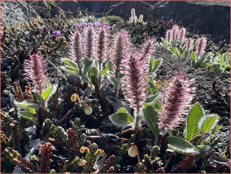 Arctic Willow