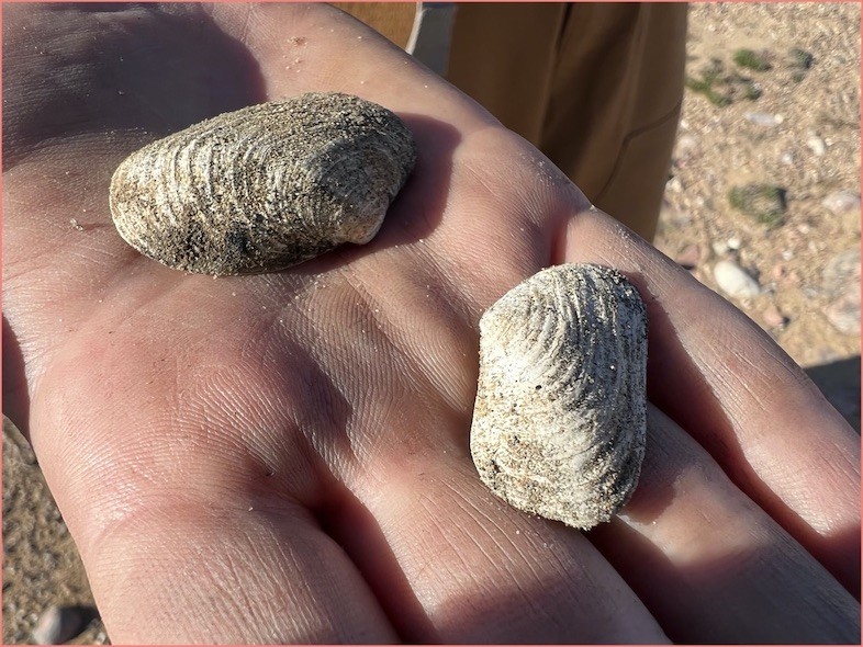 Clam shells buried in the sediment hint of changes in sea level for this area of NW Greenland. Clam Shells from NW Greenland