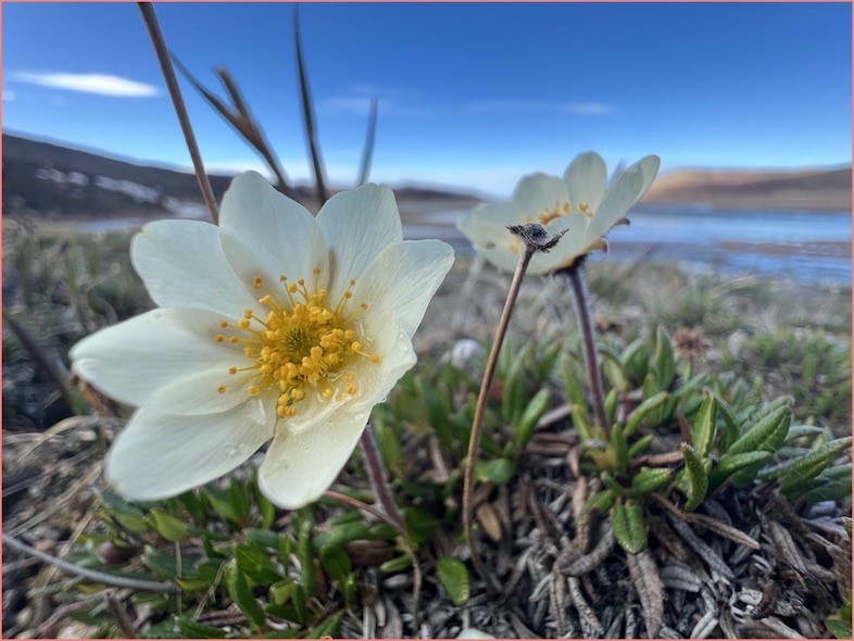 Dryas Integrifolia is from the rose family and is a common Arctic species. Dryas Integrifolia