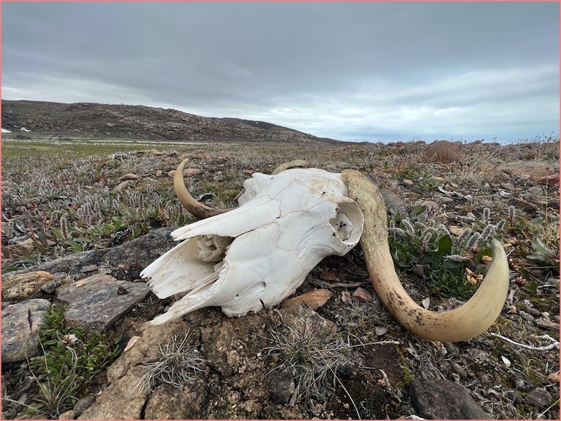 Musk ox skull NW Greenland musk ox skull