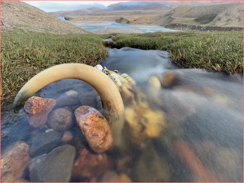 Musk ox skull rests in an icy stream Musk ox skull in water
