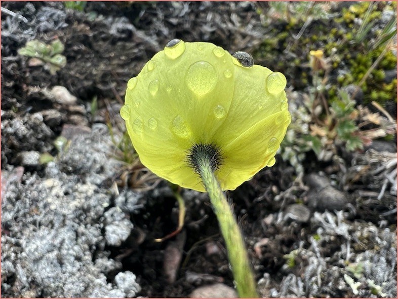Papaver Radicatum a species of Arctic poppy dots the landscape Greenland Poppy