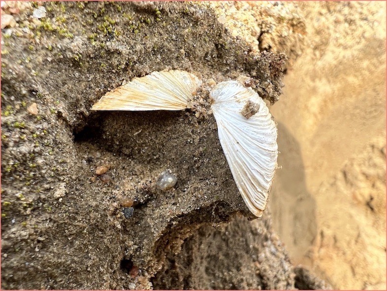 Shell deposited in the steep sediment beds of NW Greenland shell deposit