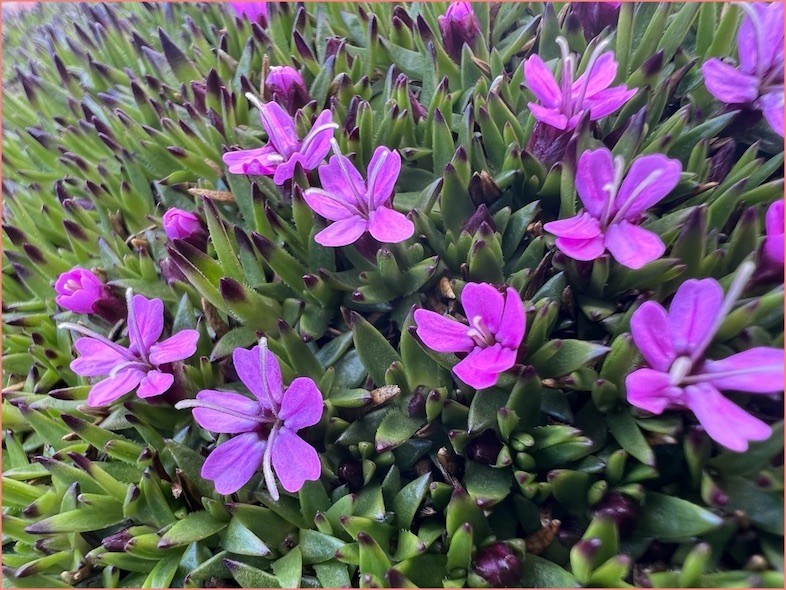 Silene Acaulis is a ‘compass flower’, that is it flowers on the south side of the plant cluster first Silene Acaulis